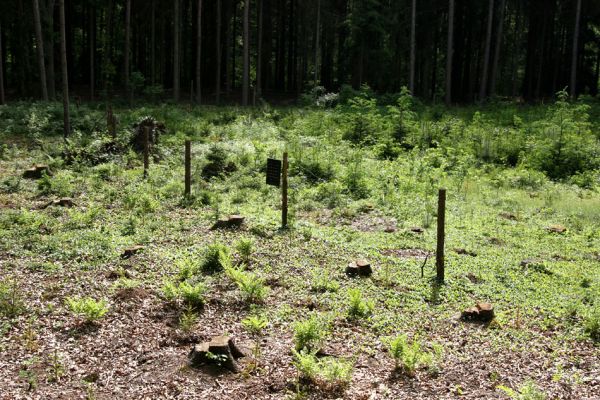 Petrovice-Třebechovice pod Orebem, 21.5.2009
Paseka ve smrkové monokultuře s lapákem na kůrovce, ve kterém jsem nalezl živé imago Cucujus cinnaberinus.
Keywords: Týniště nad Orlicí Petrovice Třebechovice pod Orebem Cucujus cinnaberinus