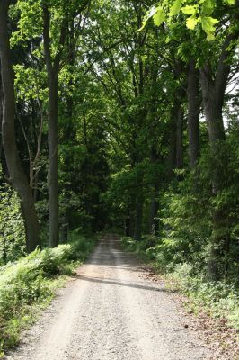 Petrovice-Třebechovice pod Orebem, 21.5.2009
Dubová alej podél lesní cesty. Vlevo od cesty je paseka ve smrkové monokultuře s lapákem na kůrovce, ve kterém jsem nalezl živé imago Cucujus cinnaberinus.
Keywords: Týniště nad Orlicí Petrovice Třebechovice pod Orebem Cucujus cinnaberinus