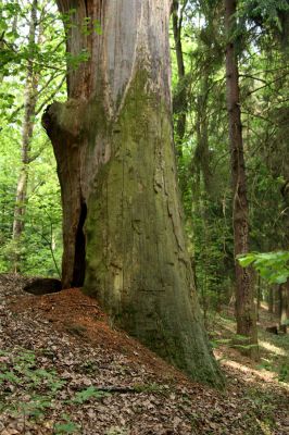 Petrovice-Třebechovice pod Orebem, 21.5.2009
Mrtvý dub v dubové aleji u lesní cesty. 
Schlüsselwörter: Týniště nad Orlicí V Končinách Petrovice Třebechovice pod Orebem Osmoderma barnabita