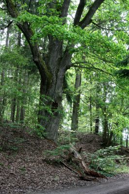 Petrovice-Třebechovice pod Orebem, 21.5.2009
Mohutný dub v dubové aleji u lesní cesty. 
Schlüsselwörter: Týniště nad Orlicí V Končinách Petrovice Třebechovice pod Orebem