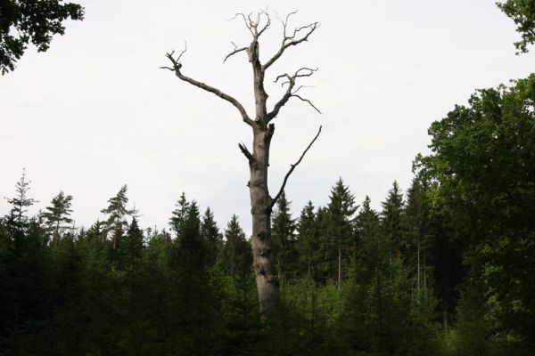 Petrovice-Třebechovice pod Orebem, 21.5.2009
Mrtvý solitér na pasece obklopené smrkovou monokulturou.
Mots-clés: Týniště nad Orlicí V Končinách Petrovice Třebechovice pod Orebem