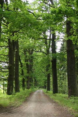 Petrovice-Třebechovice pod Orebem, 21.5.2009
Dubová alej u lesní cesty. 
Schlüsselwörter: Týniště nad Orlicí V Končinách Petrovice Třebechovice pod Orebem