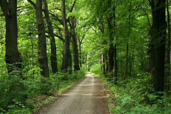 Petrovice-Třebechovice pod Orebem, 21.5.2009
Dubová alej u lesní cesty. 
Mots-clés: Týniště nad Orlicí V Končinách Petrovice Třebechovice pod Orebem