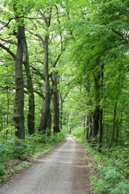 Petrovice-Třebechovice pod Orebem, 21.5.2009
Dubová alej u lesní cesty. 
Klíčová slova: Týniště nad Orlicí V Končinách Petrovice Třebechovice pod Orebem