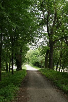 Petrovice-Třebechovice pod Orebem, 21.5.2009
Dubová alej u lesní cesty. 
Keywords: Týniště nad Orlicí V Končinách Petrovice Třebechovice pod Orebem