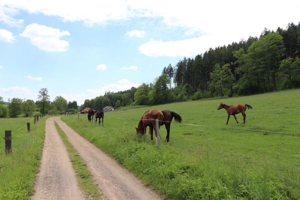 Petrovice, 31.5.2019
Blahotinec - pastvina.
Schlüsselwörter: Petrovice Blahotinec pastvina