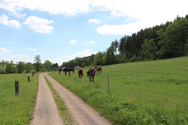 Petrovice, 31.5.2019
Blahotinec - pastvina.
Mots-clés: Petrovice Blahotinec pastvina