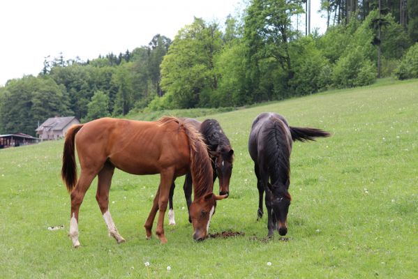 Petrovice, 31.5.2019
Blahotinec - pastvina.
Klíčová slova: Petrovice Blahotinec pastvina