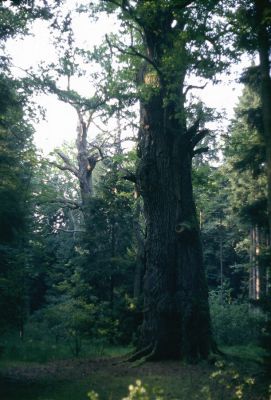 Petrovice nad Orlicí, červenec 2001
Bývalá týnišťská obora. Rezervace U Houkvice. Největší z petrovických dubů se ztrácí ve smrkovém náletu. 
Mots-clés: Týniště nad Orlicí Petrovice U Houkvice Ampedus brunnicornis Cardiophorus gramineus