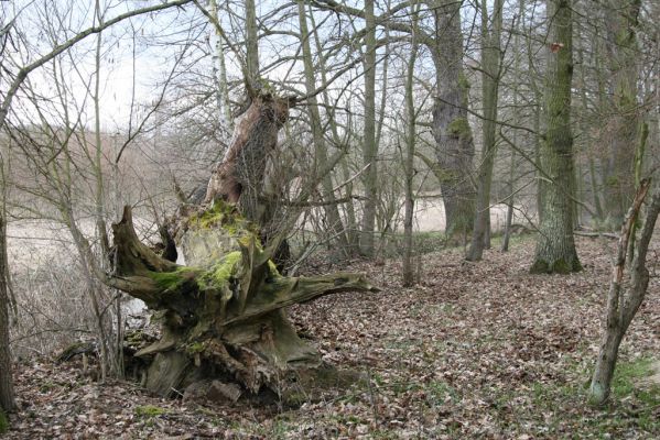 Týniště nad Orlicí, Petrovičky, 13.4.2013
Dubový háj na okraji záplavových luk.



Klíčová slova: Týniště nad Orlicí Petrovičky