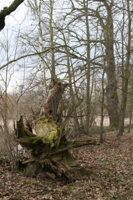 Týniště nad Orlicí, Petrovičky, 13.4.2013
Dubový háj na okraji záplavových luk.


Klíčová slova: Týniště nad Orlicí Petrovičky