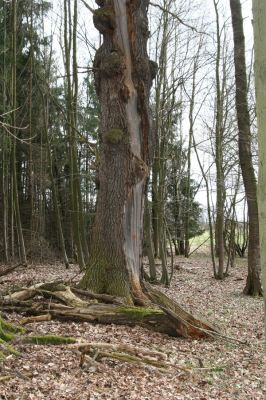 Týniště nad Orlicí, Petrovičky, 13.4.2013
Dubový háj na okraji záplavových luk.


Klíčová slova: Týniště nad Orlicí Petrovičky