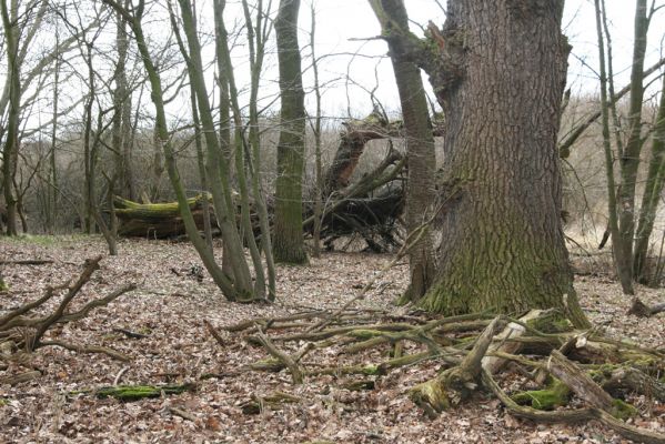 Týniště nad Orlicí, Petrovičky, 13.4.2013
Dubový háj na okraji záplavových luk (50°10'27.05"N, 16° 1'7.29"E).



Klíčová slova: Týniště nad Orlicí Petrovičky