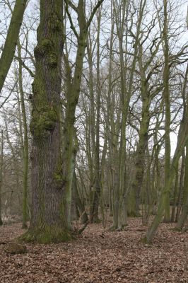 Týniště nad Orlicí, Petrovičky, 13.4.2013
Dubový háj na okraji záplavových luk.
Klíčová slova: Týniště nad Orlicí Petrovičky