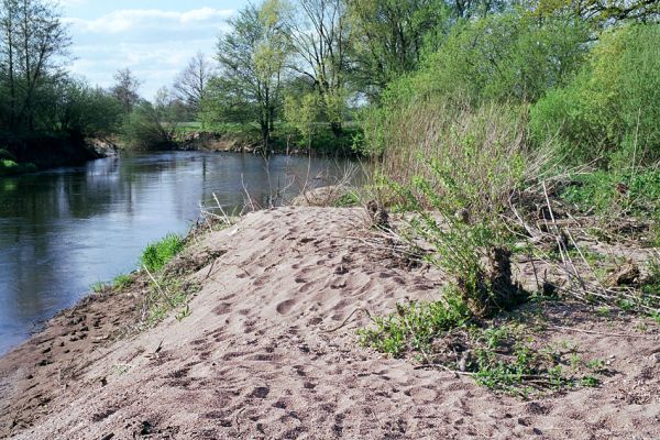 Petrovičky, 1.5.2003
Písčitý náplav na pravém břehu Orlice, osídlený kovaříky Negastrius sabulicola.
Klíčová slova: Týniště nad Orlicí Petrovičky Orlice Negastrius sabulicola