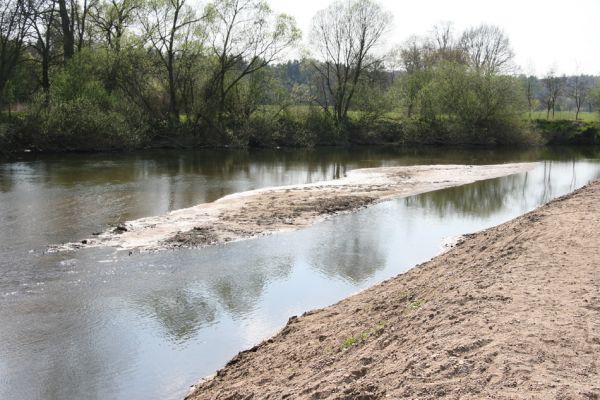 Týniště nad Orlicí, Petrovičky, 21.4.2011
Zregulované koryto Orlice u soutoku se Stříbrným potokem. Zde bývaly slavné písečné náplavy osídlené kovaříky Zorochros quadriguttatus a Negastrius sabulicola. Takhle se v ČR chrání příroda...
Schlüsselwörter: Týniště nad Orlicí Petrovičky Orlice