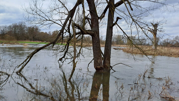 Týniště nad Orlicí, 26.2.2024 
Meandry Orlice - Jordán.
Mots-clés: Týniště nad Orlicí meandry Orlice Jordán