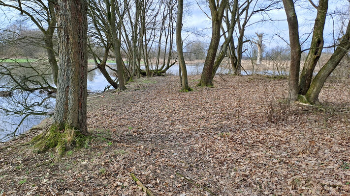 Týniště nad Orlicí, 26.2.2024 
Meandry Orlice - Jordán.
Mots-clés: Týniště nad Orlicí meandry Orlice Jordán