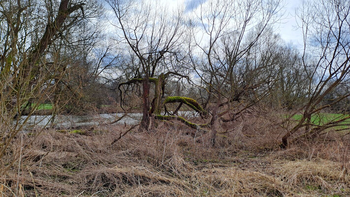 Týniště nad Orlicí, Petrovičky, 26.2.2024
Meandry Orlice.
Mots-clés: Týniště nad Orlicí Petrovičky meandry Orlice