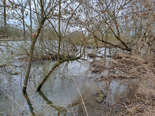 Týniště nad Orlicí, Petrovičky, 26.2.2024
Meandry Orlice.
Keywords: Týniště nad Orlicí Petrovičky meandry Orlice