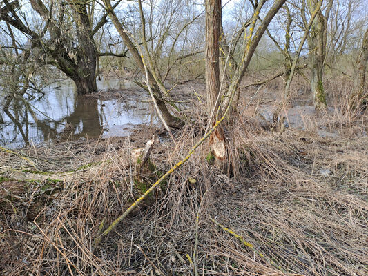 Týniště nad Orlicí, Petrovičky, 26.2.2024
Meandry Orlice.
Mots-clés: Týniště nad Orlicí Petrovičky meandry Orlice