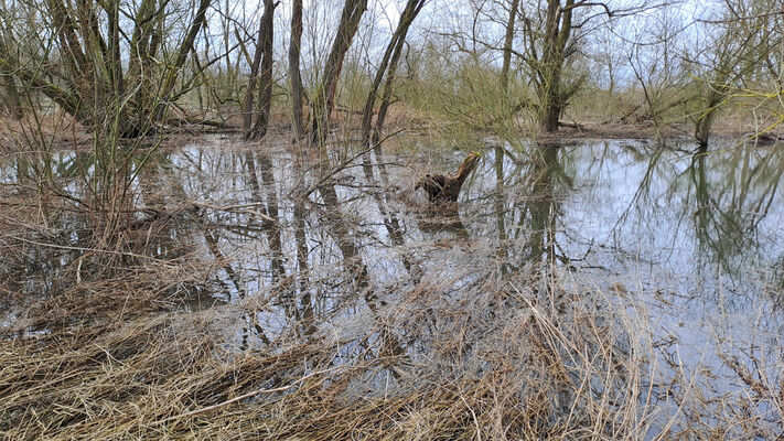 Týniště nad Orlicí, Petrovičky, 26.2.2024
Meandry Orlice.
Mots-clés: Týniště nad Orlicí Petrovičky meandry Orlice