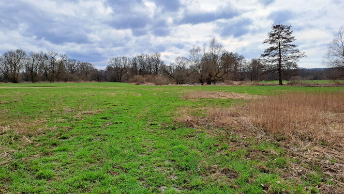 Týniště nad Orlicí, Petrovičky, 26.2.2024
Louky u meandrů Orlice.
Keywords: Týniště nad Orlicí Petrovičky meandry Orlice