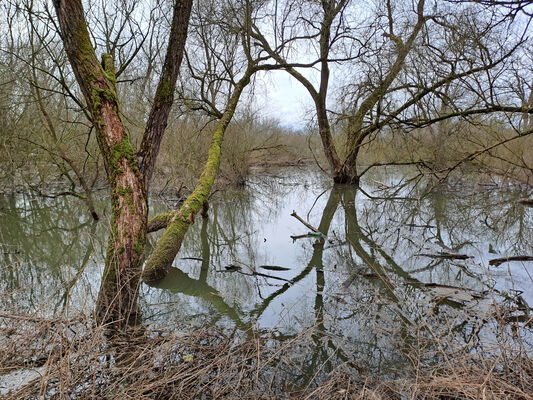 Týniště nad Orlicí, Petrovičky, 26.2.2024
Meandry Orlice.
Keywords: Týniště nad Orlicí Petrovičky meandry Orlice