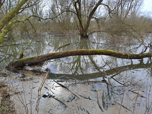 Týniště nad Orlicí, Petrovičky, 26.2.2024
Meandry Orlice.
Schlüsselwörter: Týniště nad Orlicí Petrovičky meandry Orlice