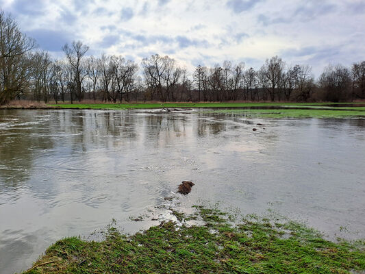 Týniště nad Orlicí, Petrovičky, 26.2.2024
Meandry Orlice.
Klíčová slova: Týniště nad Orlicí Petrovičky meandry Orlice