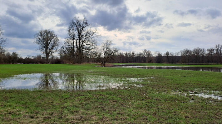 Týniště nad Orlicí, Petrovičky, 26.2.2024
Louky u meandrů Orlice.
Keywords: Týniště nad Orlicí Petrovičky meandry Orlice