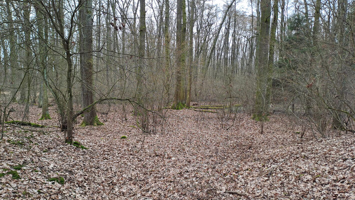 Týniště nad Orlicí, Petrovičky, 26.2.2024
Lužní les U Kryštofovy studánky.
Keywords: Týniště nad Orlicí Petrovičky lužní les U Kryštofovy studánky