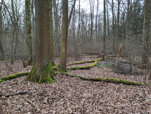 Týniště nad Orlicí, Petrovičky, 26.2.2024
Lužní les U Kryštofovy studánky.
Keywords: Týniště nad Orlicí Petrovičky lužní les U Kryštofovy studánky