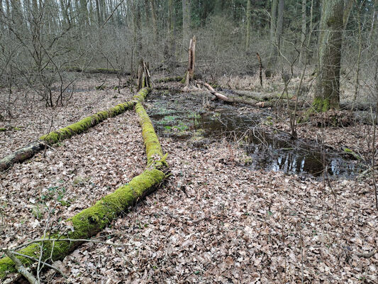 Týniště nad Orlicí, Petrovičky, 26.2.2024
Lužní les U Kryštofovy studánky.
Mots-clés: Týniště nad Orlicí Petrovičky lužní les U Kryštofovy studánky