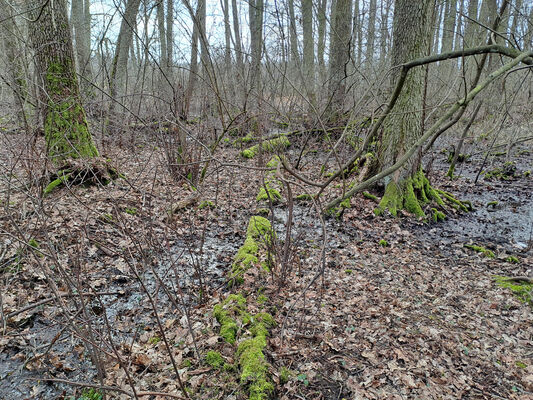 Týniště nad Orlicí, Petrovičky, 26.2.2024
Lužní les U Kryštofovy studánky.
Keywords: Týniště nad Orlicí Petrovičky lužní les U Kryštofovy studánky