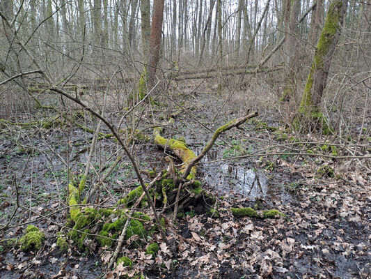 Týniště nad Orlicí, Petrovičky, 26.2.2024
Lužní les U Kryštofovy studánky.
Schlüsselwörter: Týniště nad Orlicí Petrovičky lužní les U Kryštofovy studánky