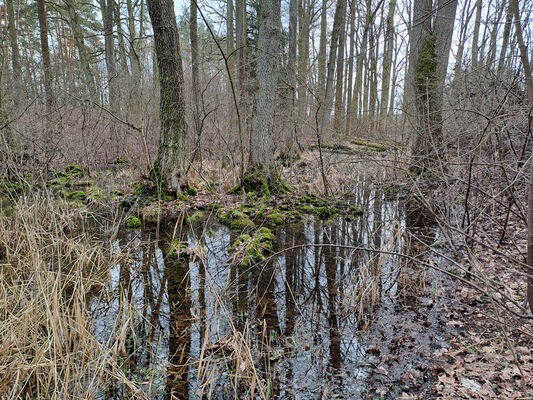 Týniště nad Orlicí, Petrovičky, 26.2.2024
Lužní les U Kryštofovy studánky.
Schlüsselwörter: Týniště nad Orlicí Petrovičky lužní les U Kryštofovy studánky