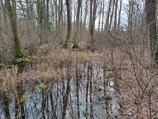 Týniště nad Orlicí, Petrovičky, 26.2.2024
Lužní les U Kryštofovy studánky.
Klíčová slova: Týniště nad Orlicí Petrovičky lužní les U Kryštofovy studánky