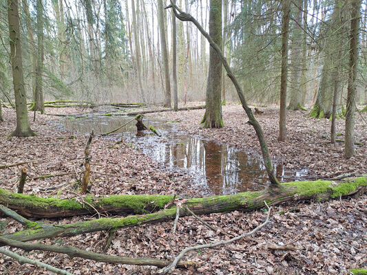 Týniště nad Orlicí, Petrovičky, 26.2.2024
Lužní les U Kryštofovy studánky.
Schlüsselwörter: Týniště nad Orlicí Petrovičky lužní les U Kryštofovy studánky