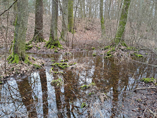 Týniště nad Orlicí, Petrovičky, 26.2.2024
Lužní les U Kryštofovy studánky.
Schlüsselwörter: Týniště nad Orlicí Petrovičky lužní les U Kryštofovy studánky