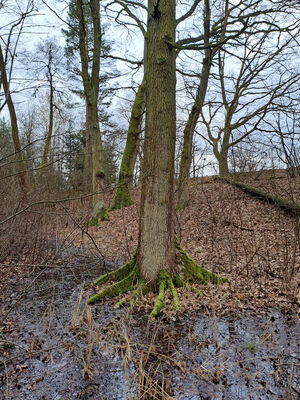 Týniště nad Orlicí, Petrovičky, 26.2.2024
Lužní les U Kryštofovy studánky.
Keywords: Týniště nad Orlicí Petrovičky lužní les U Kryštofovy studánky