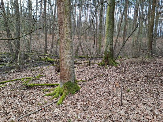 Týniště nad Orlicí, Petrovičky, 26.2.2024
Lužní les U Kryštofovy studánky.
Mots-clés: Týniště nad Orlicí Petrovičky lužní les U Kryštofovy studánky