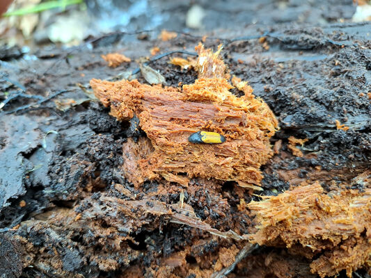 Týniště nad Orlicí, Petrovičky, 26.2.2024
Lužní les U Kryštofovy studánky. Kovařík Ampedus elegantulus.
Mots-clés: Týniště nad Orlicí Petrovičky lužní les U Kryštofovy studánky Ampedus elegantulus