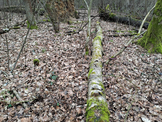 Týniště nad Orlicí, Petrovičky, 26.2.2024
Lužní les U Kryštofovy studánky.
Schlüsselwörter: Týniště nad Orlicí Petrovičky lužní les U Kryštofovy studánky Ampedus elegantulus Aesalus scarabaeoides