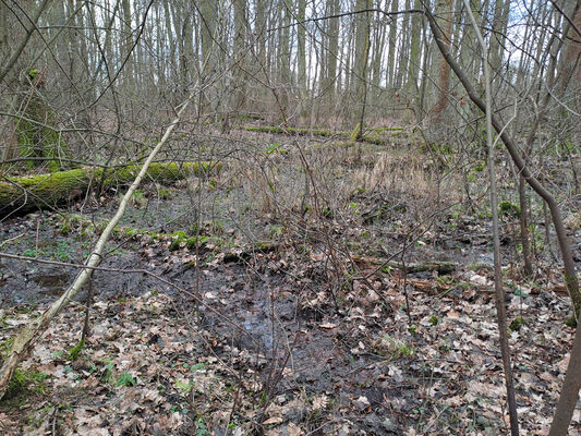 Týniště nad Orlicí, Petrovičky, 26.2.2024
Lužní les U Kryštofovy studánky.
Schlüsselwörter: Týniště nad Orlicí Petrovičky lužní les U Kryštofovy studánky