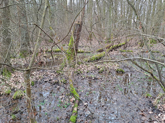 Týniště nad Orlicí, Petrovičky, 26.2.2024
Lužní les U Kryštofovy studánky.
Mots-clés: Týniště nad Orlicí Petrovičky lužní les U Kryštofovy studánky