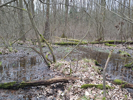 Týniště nad Orlicí, Petrovičky, 26.2.2024
Lužní les U Kryštofovy studánky.
Mots-clés: Týniště nad Orlicí Petrovičky lužní les U Kryštofovy studánky