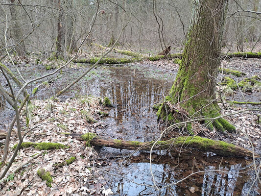 Týniště nad Orlicí, Petrovičky, 26.2.2024
Lužní les U Kryštofovy studánky.
Klíčová slova: Týniště nad Orlicí Petrovičky lužní les U Kryštofovy studánky