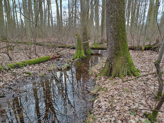 Týniště nad Orlicí, Petrovičky, 26.2.2024
 Lužní les U Kryštofovy studánky.
Schlüsselwörter: Týniště nad Orlicí Petrovičky lužní les U Kryštofovy studánky