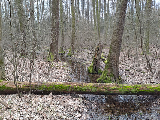 Týniště nad Orlicí, Petrovičky, 26.2.2024
 Lužní les U Kryštofovy studánky.
Klíčová slova: Týniště nad Orlicí Petrovičky lužní les U Kryštofovy studánky